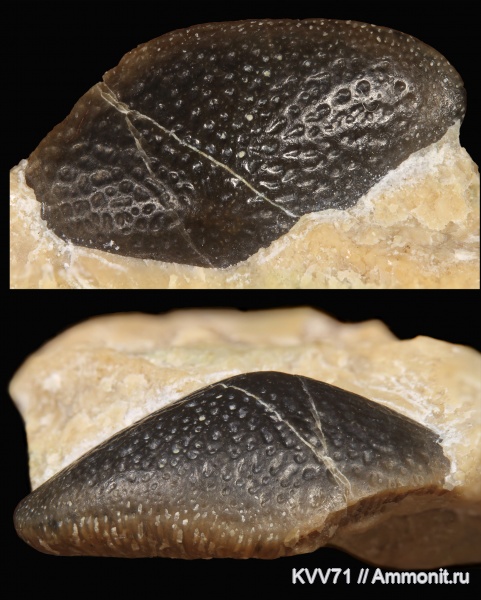 рыбы, титон, Asteracanthus