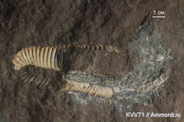 апт, heteromorph ammonites, Helicancylus, Helicancylus patagonicus