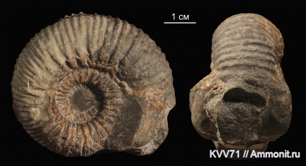 Normannites, Itinsaites