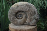Добыча кривого Ammonitoceras-а