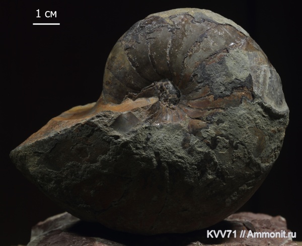 наутилусы, байос