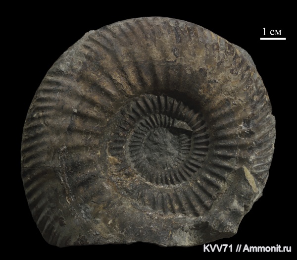 байос, Parkinsonia, Parkinsonia parkinsoni