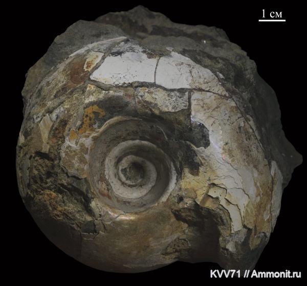 Rondiceras, Rondiceras milaschevici