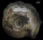 Rondiceras milaschevici Rondiceras milaschevici