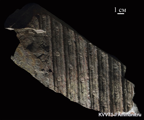 Sigillaria, Sigillaria rugosa