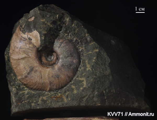 Zuercherella, Desmoceratidae, Zuercherella zuercheri, точечный слой