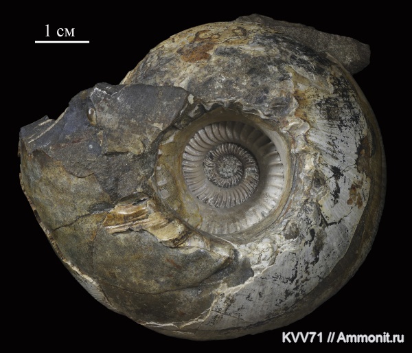 Cadochamoussetia, Cadochamoussetia tschernyschewi