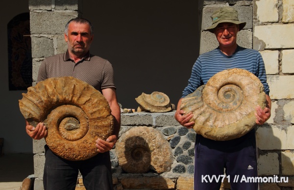 Ammonitoceras, апт