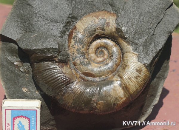 Dinolytoceras zhivagoi, Dinolytoceras
