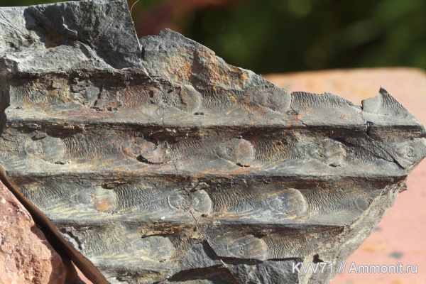 Sigillaria, sigillaria schotheimiana