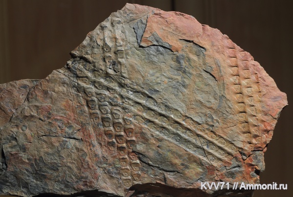 Sigillaria, Sigillaria mamillaris