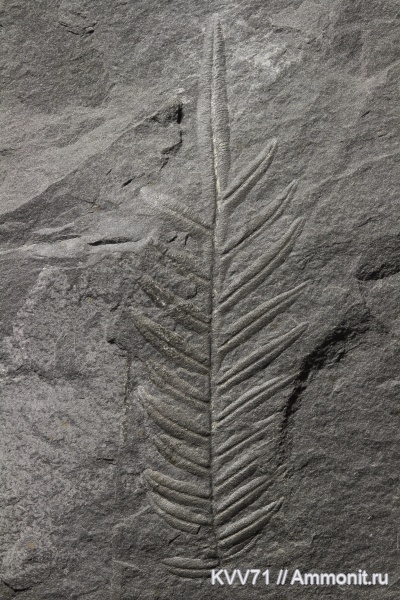 Alethopteris, Alethopteris decurrens