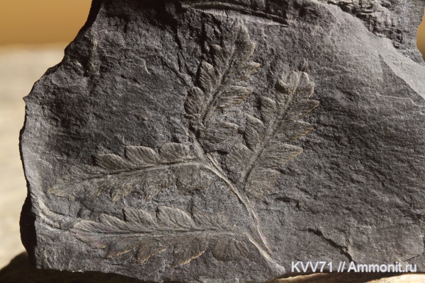 Mariopteris, Mariopteris acuta