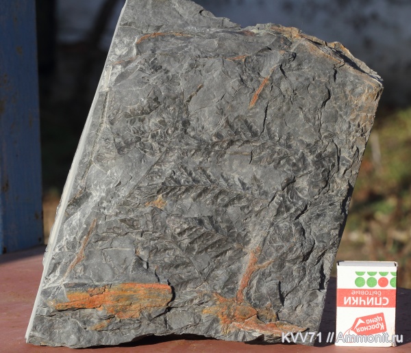 Mariopteris, Mariopteris Soubeiranii