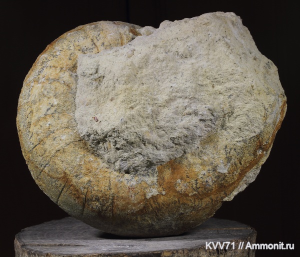 Lophoceras, Nautilida