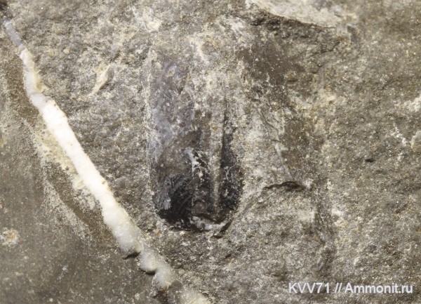 аптихи, Dorsetensia