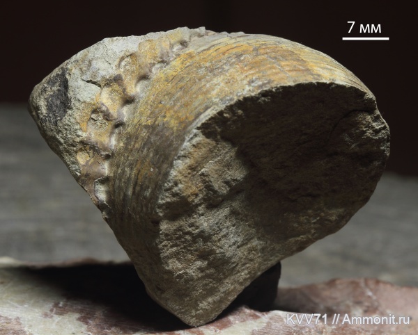 Lytoceratina, Valentolytoceras