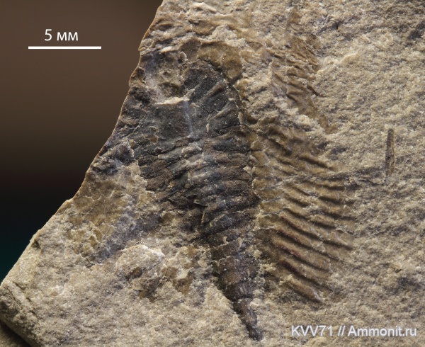 Phytophilaspis, Phytophilaspis pergamena