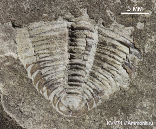 Lermontovia, Protolenidae, Lermontoviinae
