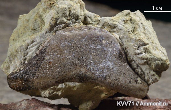 Placodermi, plourdosteus, nuchale