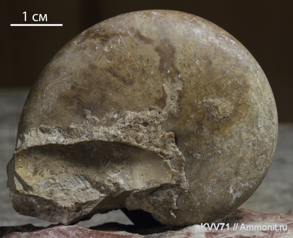 Tornoceras simplex, Tornoceras