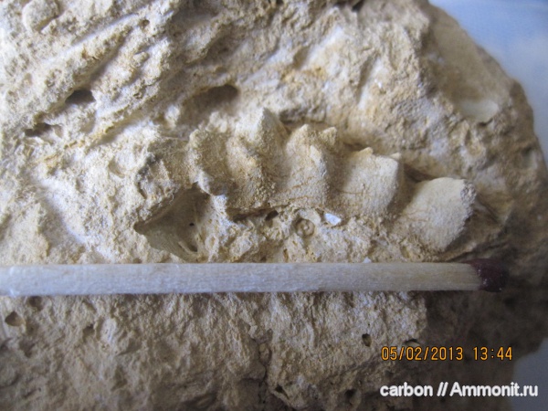 карбон, Центральный Казахстан