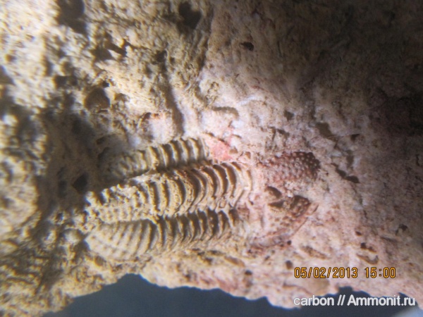 трилобиты, карбон, членистоногие