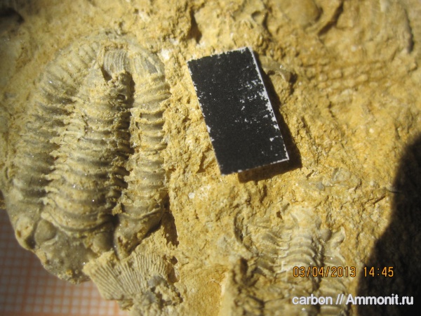 трилобиты, карбон, членистоногие