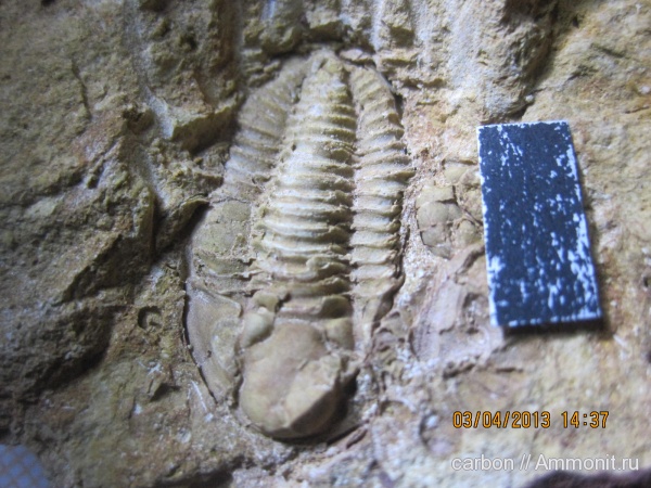 трилобиты, карбон, членистоногие