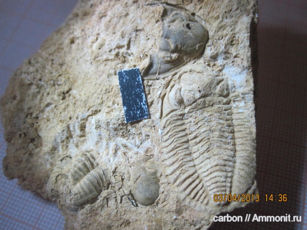 трилобиты, карбон, членистоногие