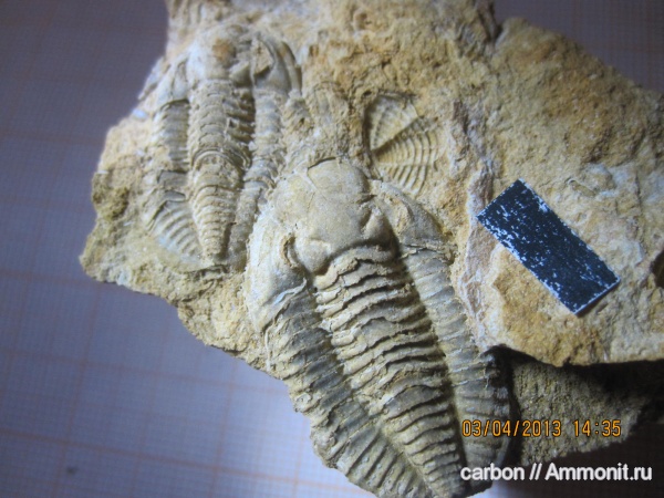 трилобиты, карбон, членистоногие