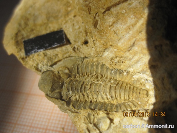 трилобиты, карбон, членистоногие