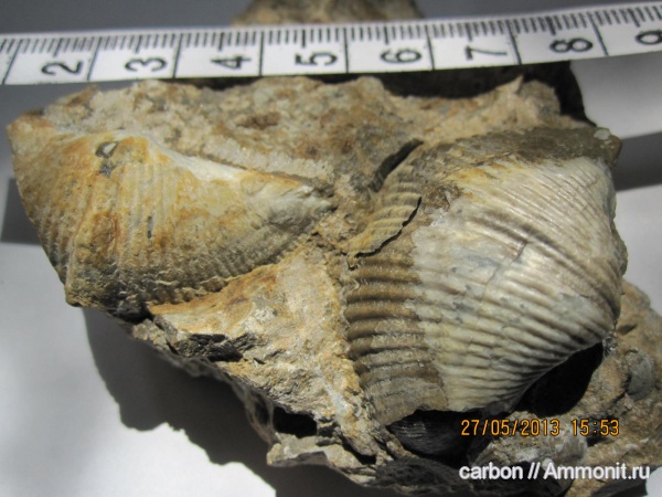 брахиоподы, палеозой, Spiriferida