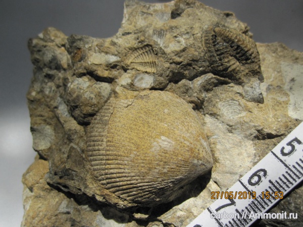 брахиоподы, палеозой