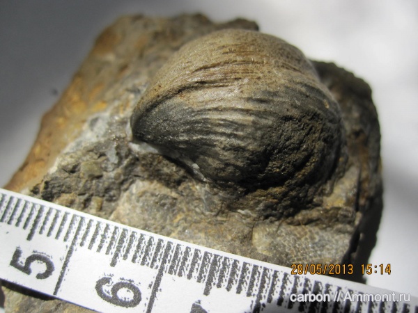 брахиоподы, палеозой