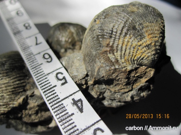 брахиоподы, палеозой, Productida, Dictyoclostus, Reticulatia