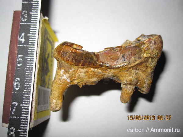 млекопитающие