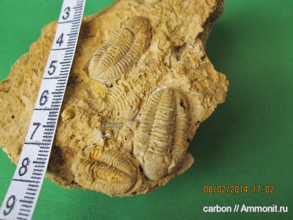 трилобиты, членистоногие