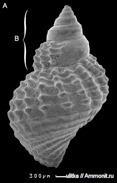 оксфорд, Maturifusus, Maturifusus keyserlingianus, Oxfordian