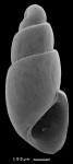 Cyllindrobullina sp. nov. 1