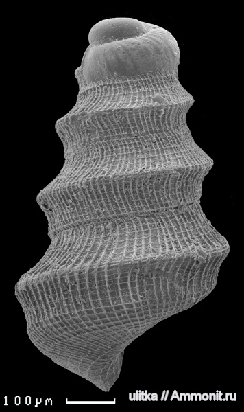 оксфорд, Cristalloella, Wonwalica, Oxfordian