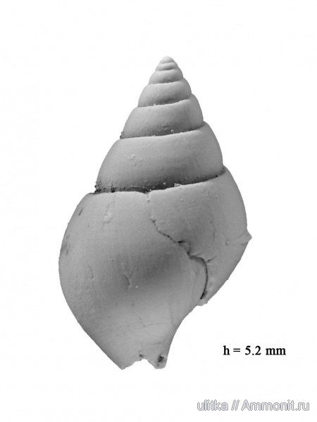 Pictavia, Pictavia laevigata