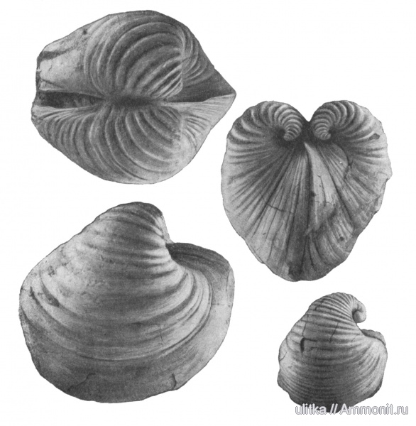 палеоген, эоцен, Казахстан, Aralocardia