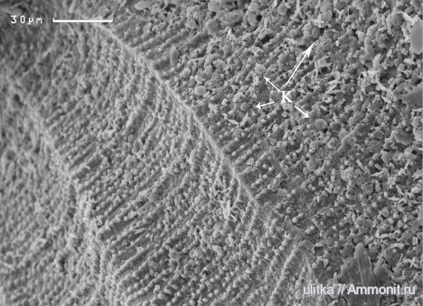 оксфорд, Buvignieria, Костромская область, Oxfordian