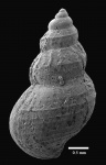 Buvignieria choroshovensis Gerasimov, 1992