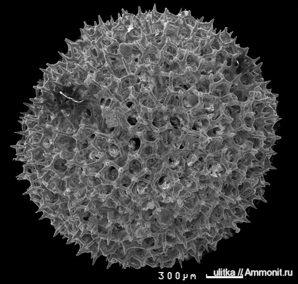 оксфорд, Костромская область, Oxfordian