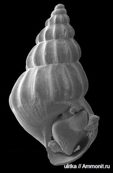 неоген, миоцен, Чокрак, Pusillina