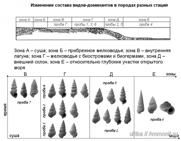 гастроподы, нижний чокрак
