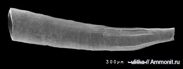 оксфорд, Никитино, Scaphopoda, Mesoentalina, Pulsellidae
