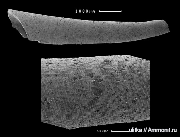 волжский ярус, Кунцево, Scaphopoda, Pulsellidae, Gardneridentalium